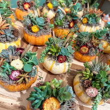 Load image into Gallery viewer, Indoor Succulent Pumpkin Workshop #3- 10/19/24
