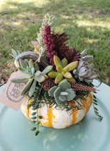 Load image into Gallery viewer, Indoor Succulent Pumpkin Workshop #3- 10/19/24
