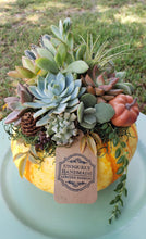 Load image into Gallery viewer, Indoor Succulent Pumpkin Workshop #3- 10/19/24
