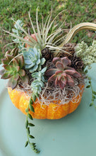 Load image into Gallery viewer, Indoor Succulent Pumpkin Workshop #3- 10/19/24
