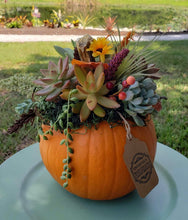 Load image into Gallery viewer, Indoor Succulent Pumpkin Workshop #3- 10/19/24
